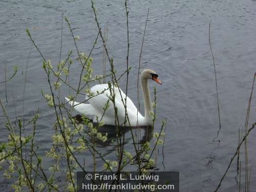 Swan on Lough Gill